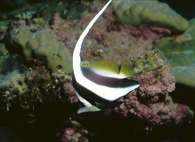 Heniochus acuminatus (Pesce farfalla bandierina)